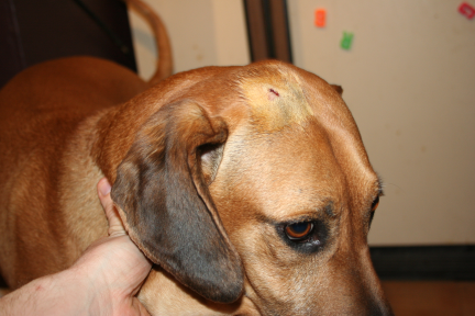 jake1 Jake's head wound