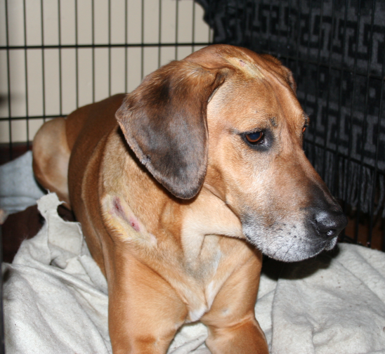 Jake in his crate Jake in his crate. Doesn't he look pitiful?